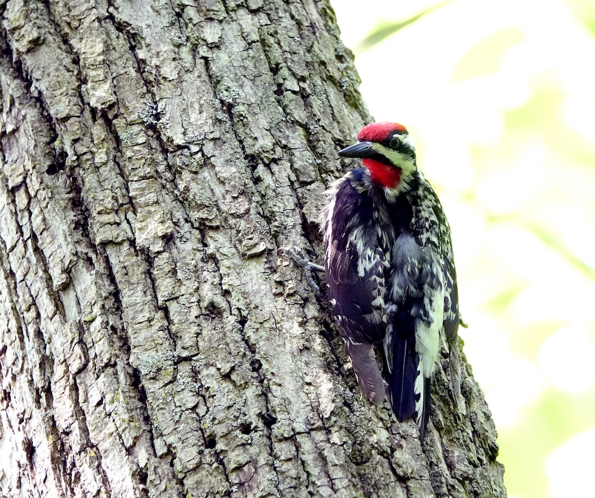 Yellow-bellied Sapsucker - ML583665371