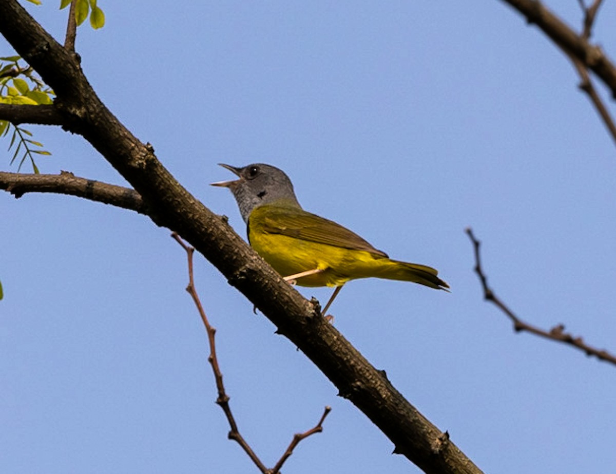Mourning Warbler - ML583665761