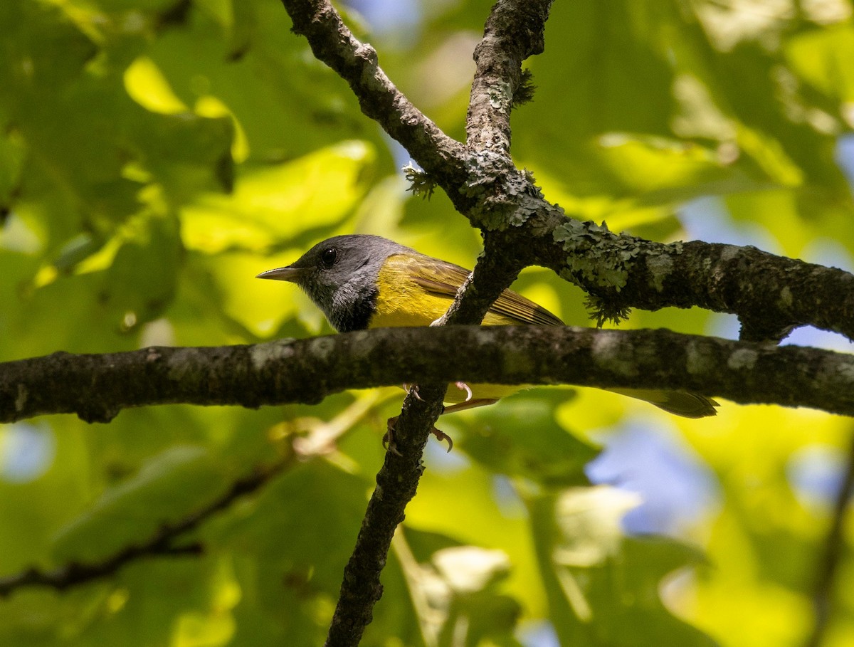 Mourning Warbler - ML583665781