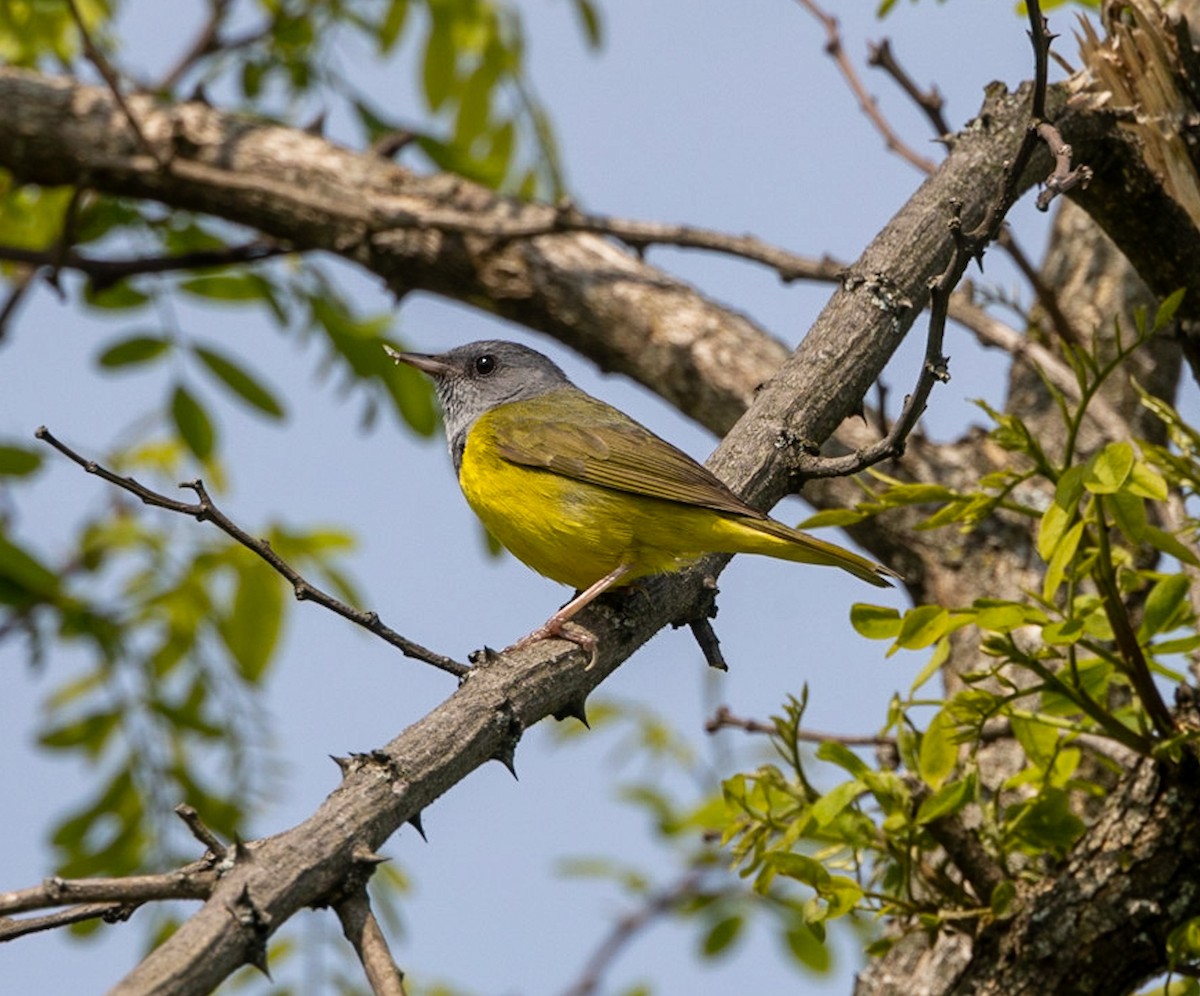Mourning Warbler - ML583665791