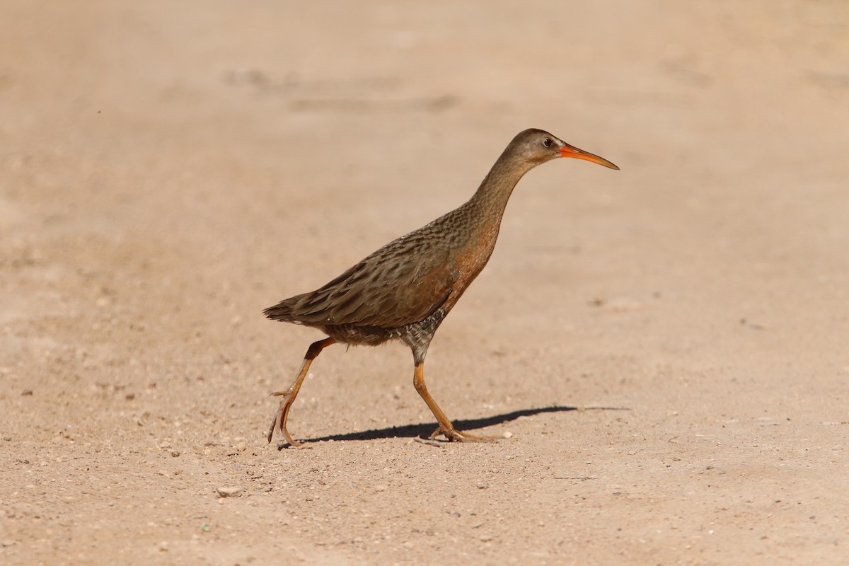 Ridgway's Rail - ML583667051