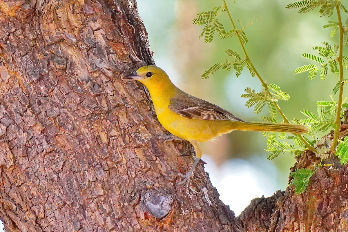 Oriole masqué - ML583667671