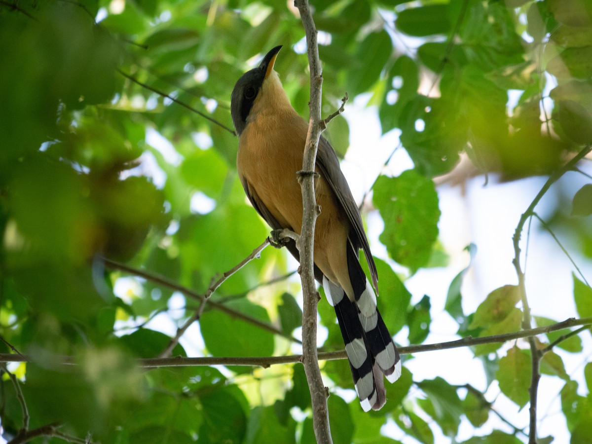 Mangrove Cuckoo - ML583667731