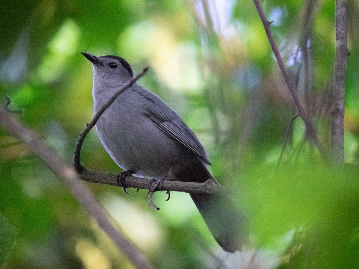 Gray Catbird - ML583667911