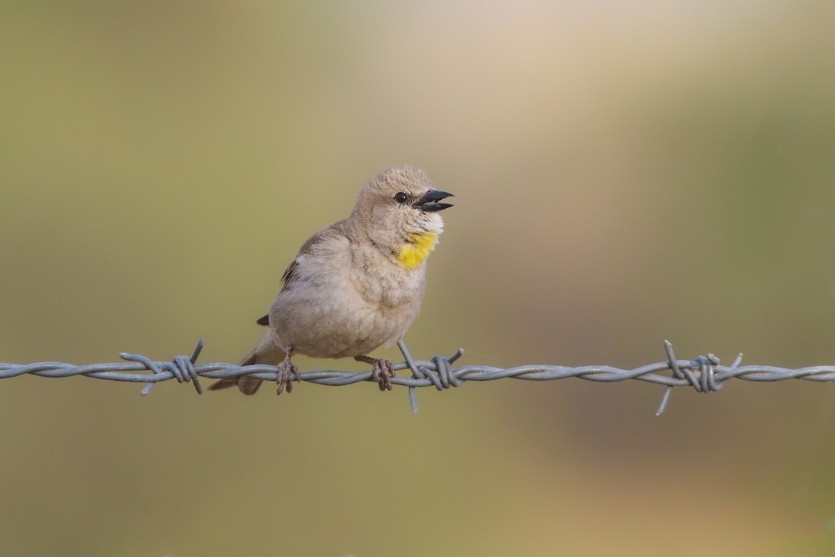 Yellow-throated Sparrow - Amit Goldstein