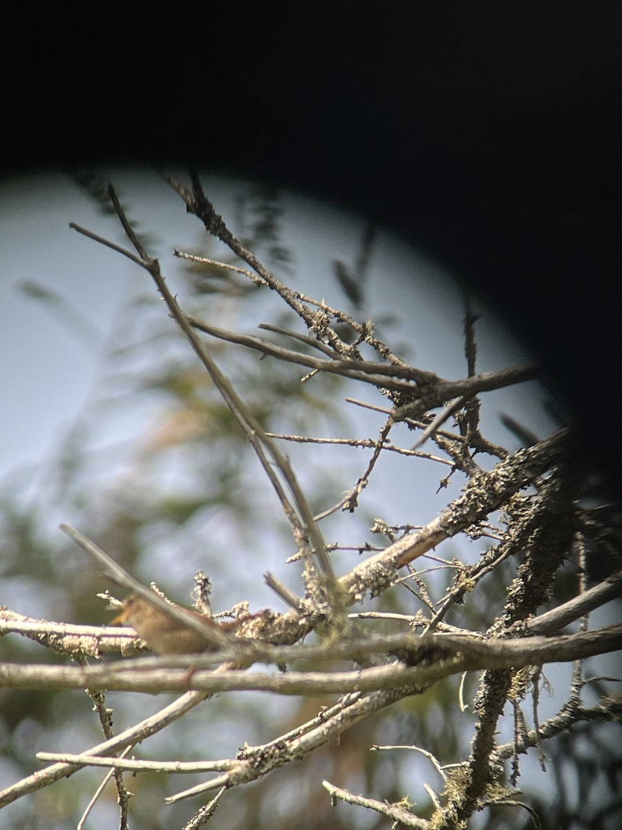 Winter Wren - ML583668611