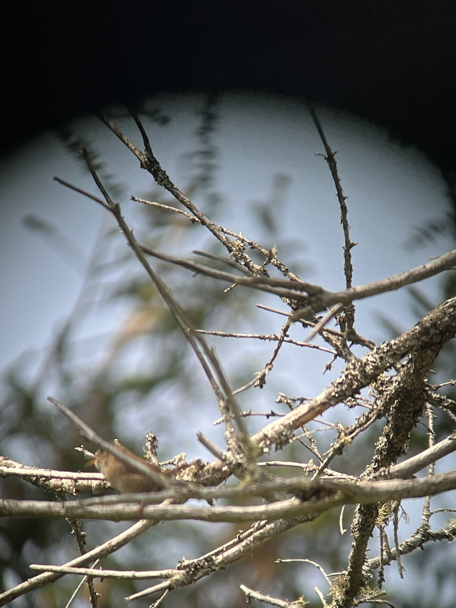 Winter Wren - ML583668621