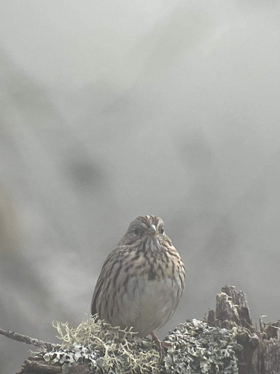 Lincoln's Sparrow - Orion Lewinski