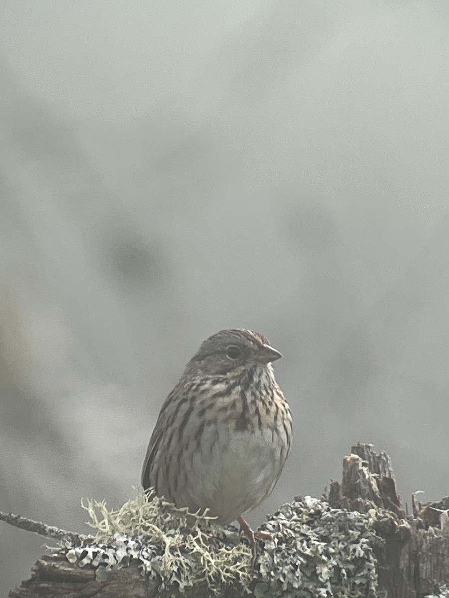 Lincoln's Sparrow - Orion Lewinski