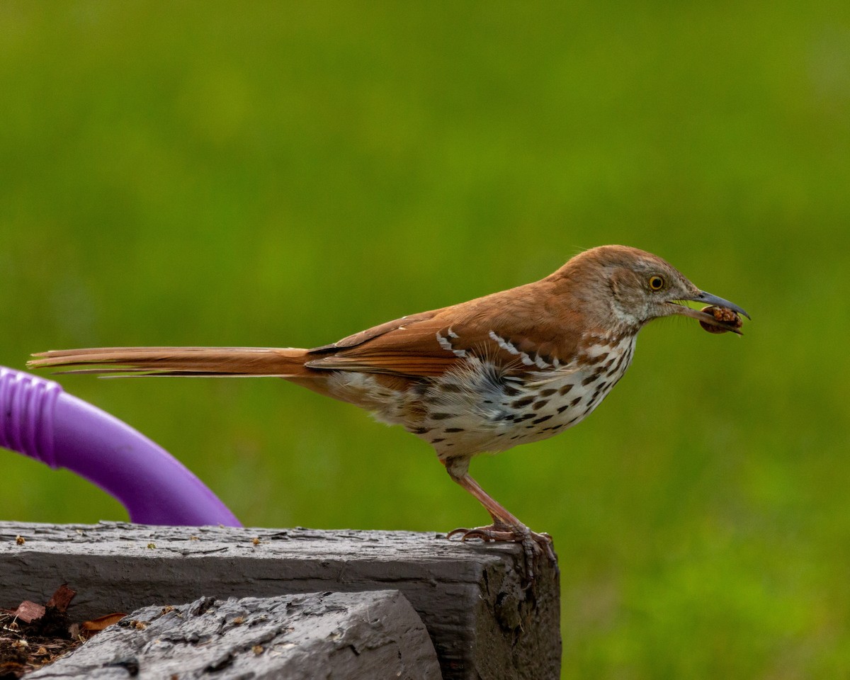 Brown Thrasher - Pat Schiller