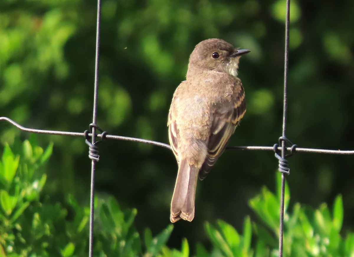 Eastern Phoebe - ML583669401