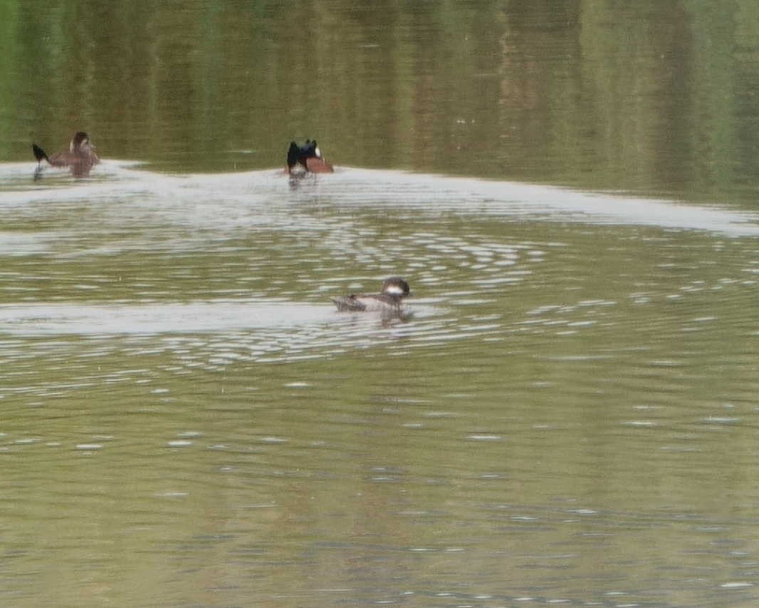Bufflehead - ML583669451