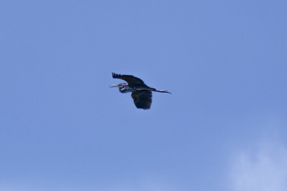 Purple Heron - Bruno Peixoto