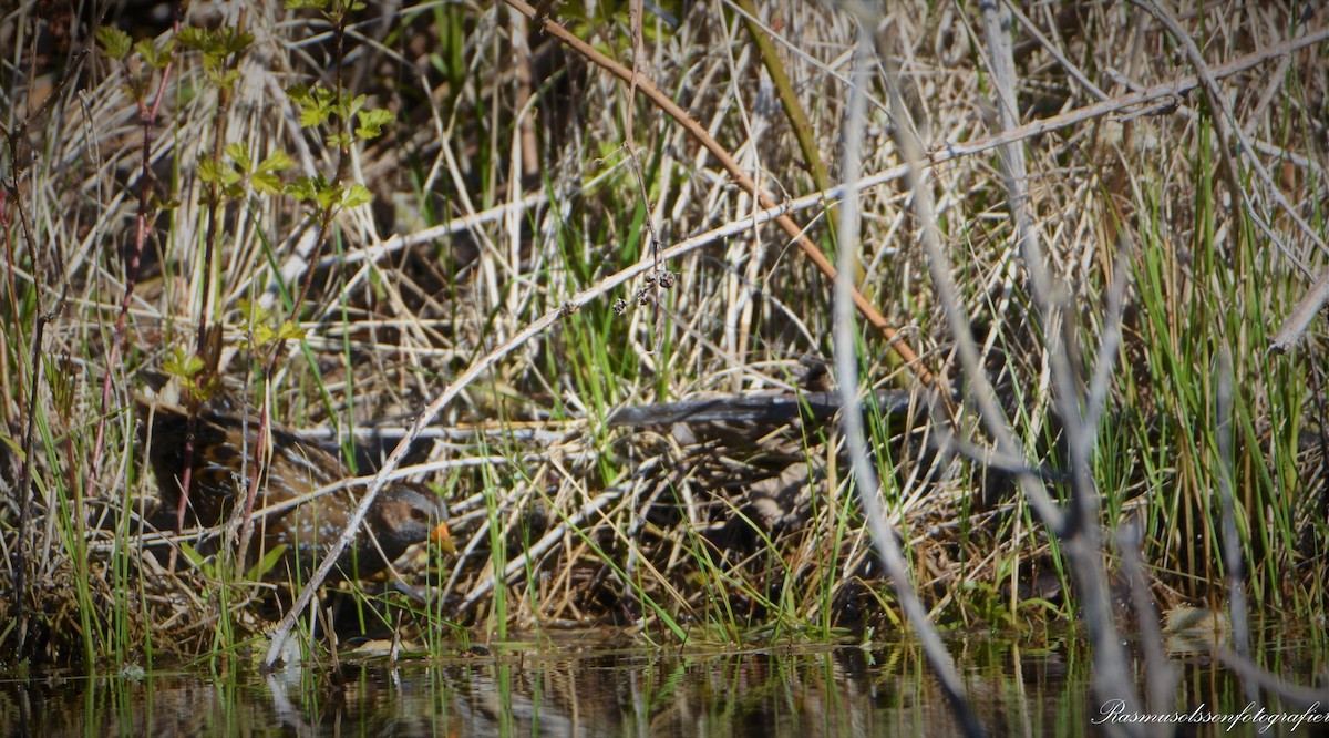 Spotted Crake - ML583670411