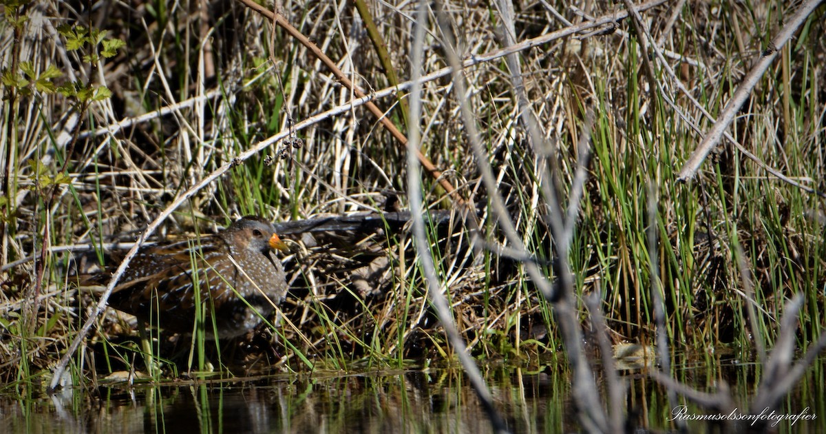 Spotted Crake - ML583670431