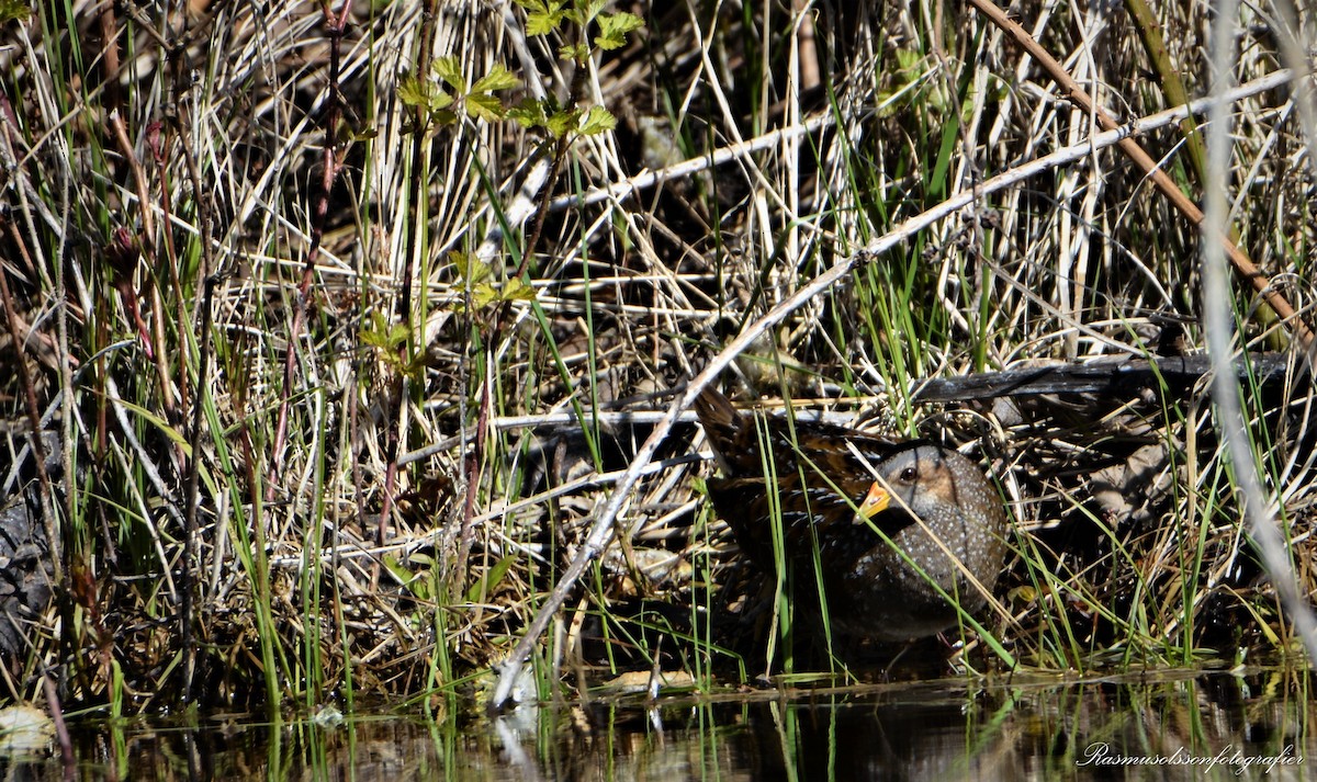 Spotted Crake - ML583670511