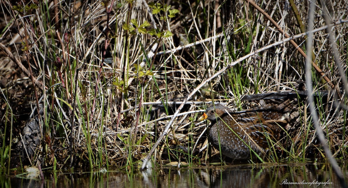 Spotted Crake - ML583670631