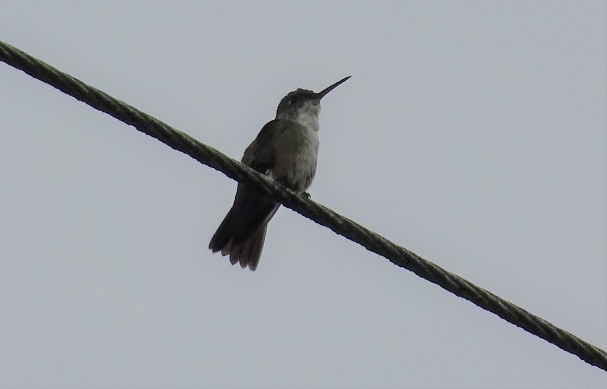 Azure-crowned Hummingbird - ML583670661