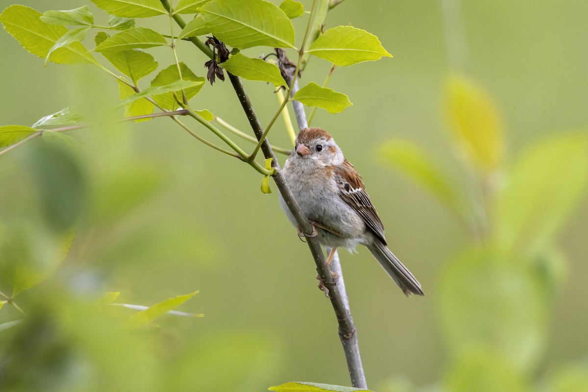 Field Sparrow - ML583671011