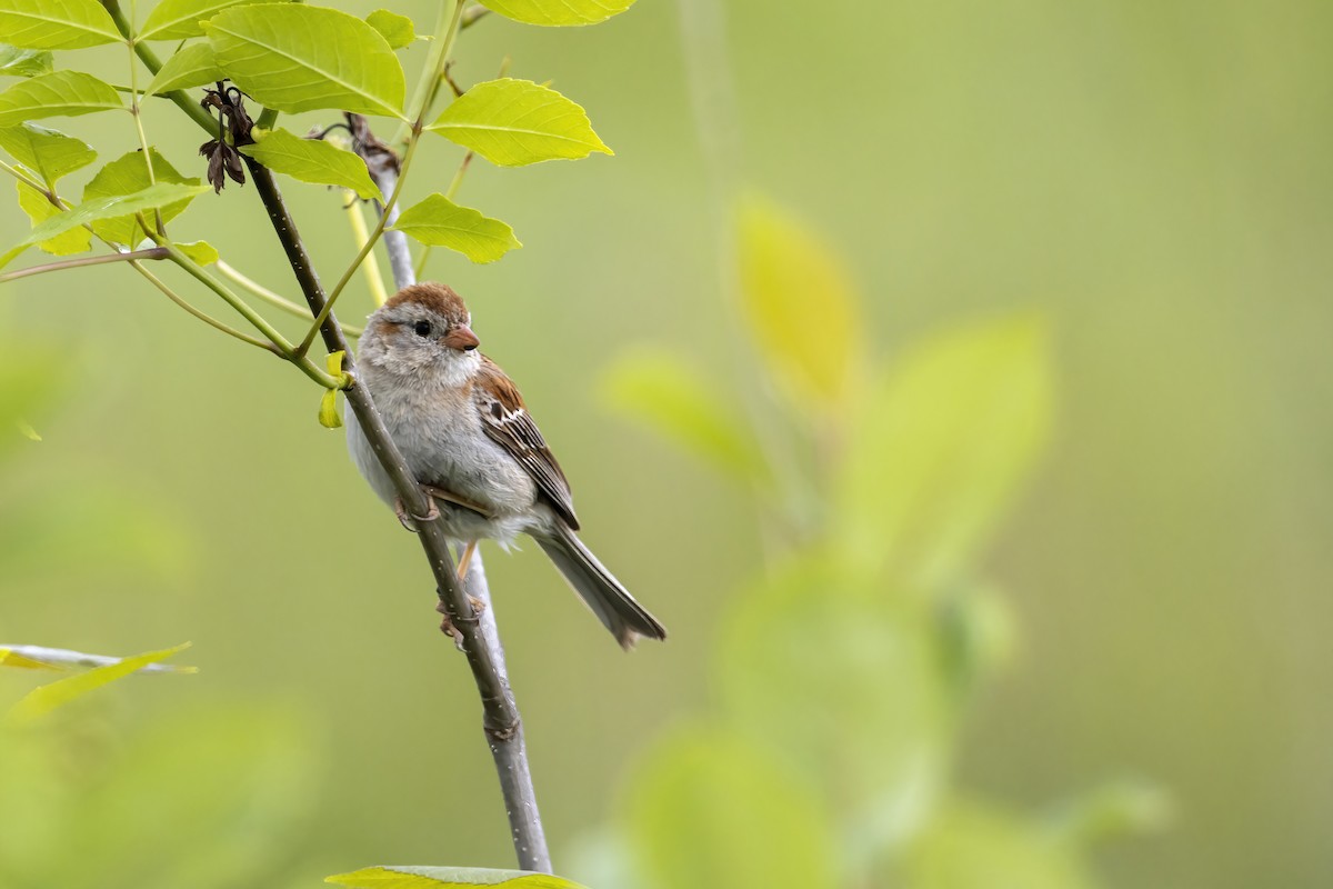 Field Sparrow - ML583671031