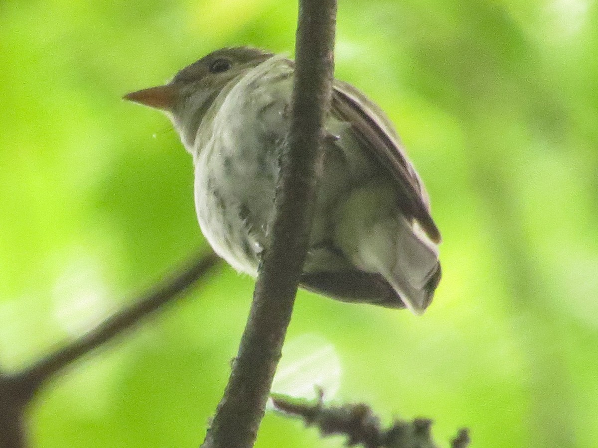 Acadian Flycatcher - ML583671061