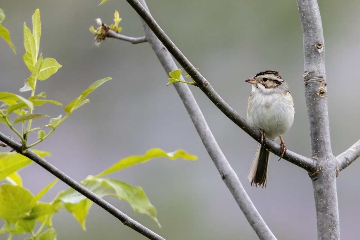 Clay-colored Sparrow - ML583671091