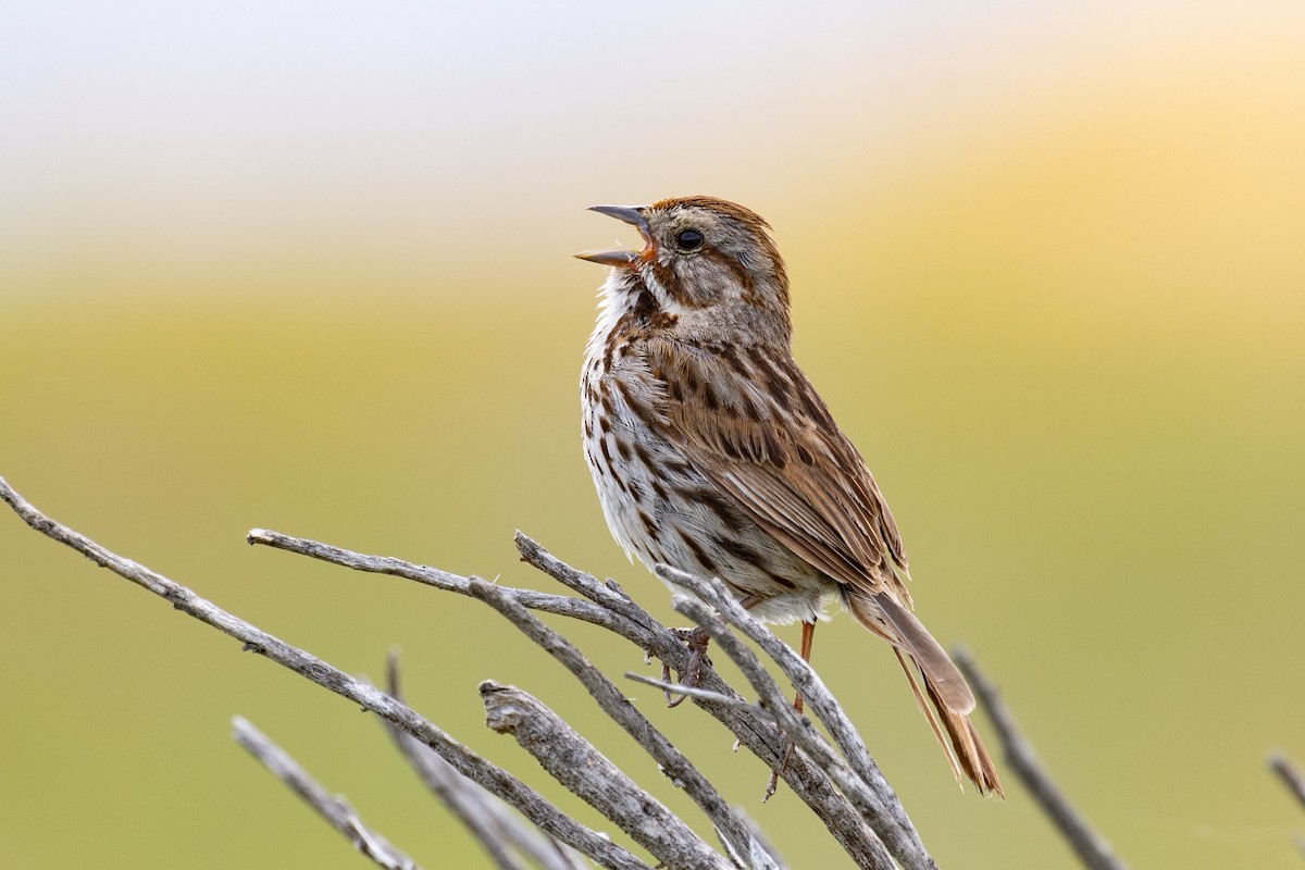 Song Sparrow - Loni Ye