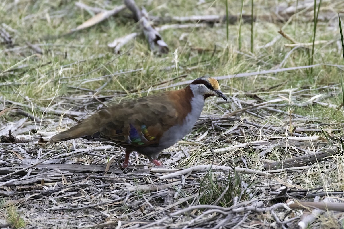 Brush Bronzewing - ML583672191