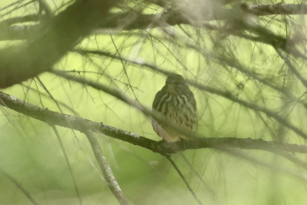 Northern Waterthrush - ML583672401