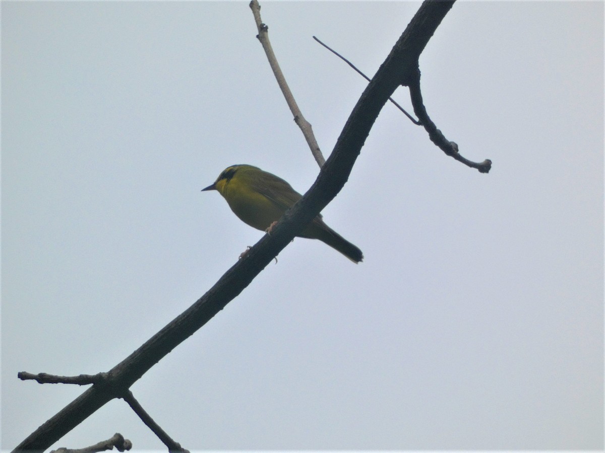 Kentucky Warbler - Paul King