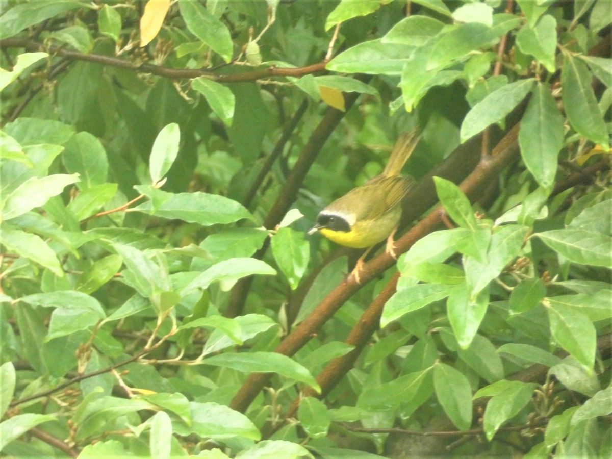 Common Yellowthroat - Paul King