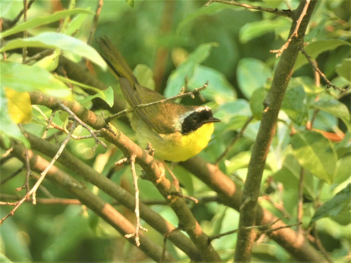 Common Yellowthroat - Paul King