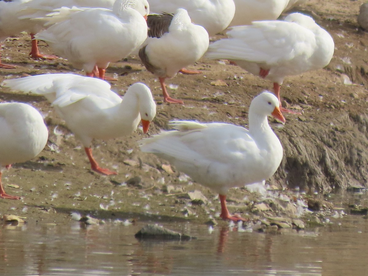 Graylag Goose (Domestic type) - ML583673771