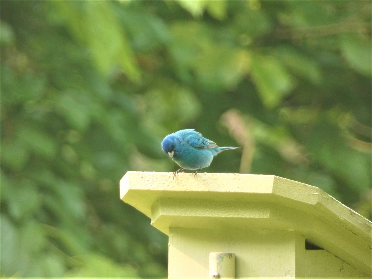 Indigo Bunting - Paul King