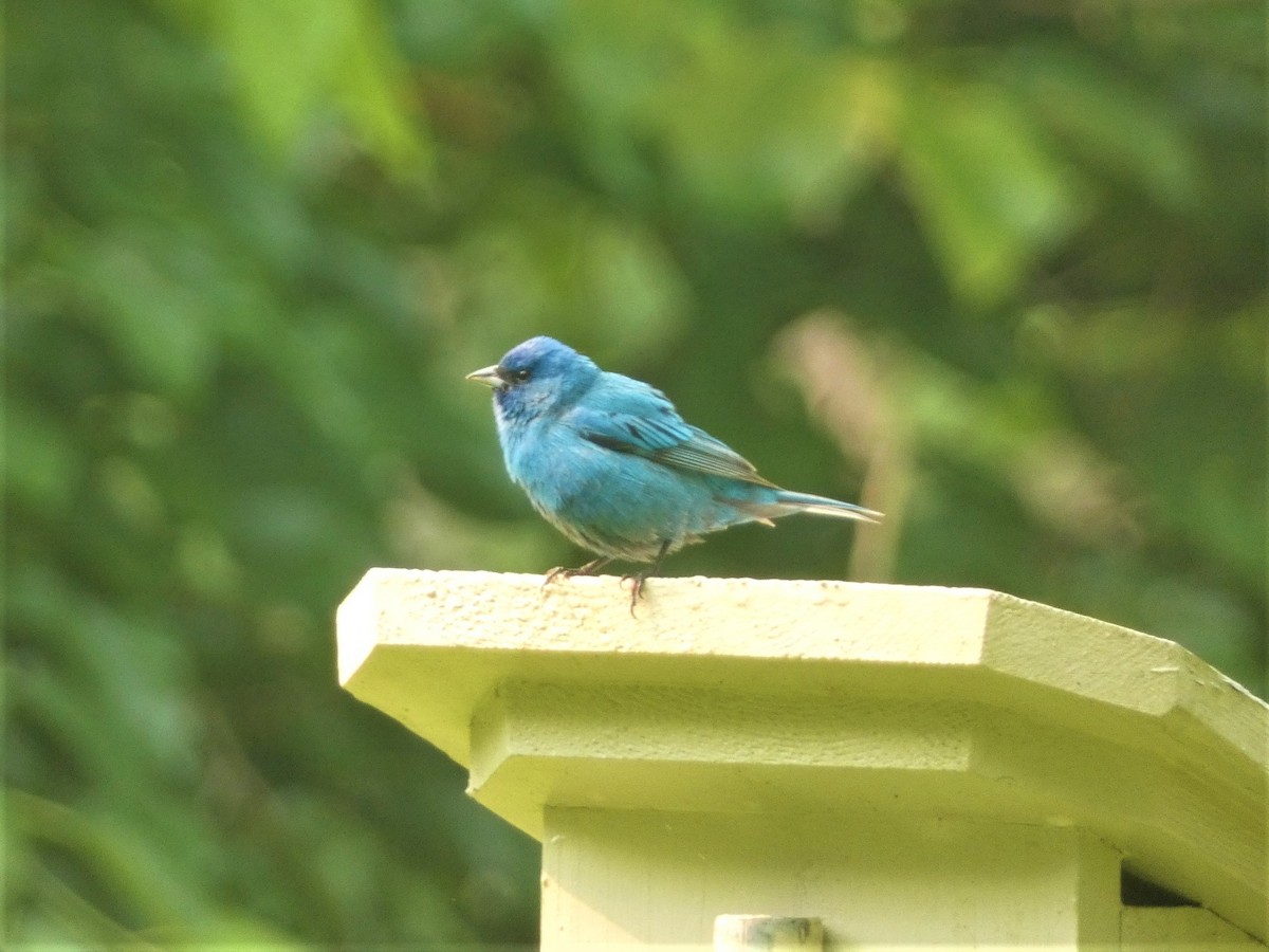 Indigo Bunting - Paul King