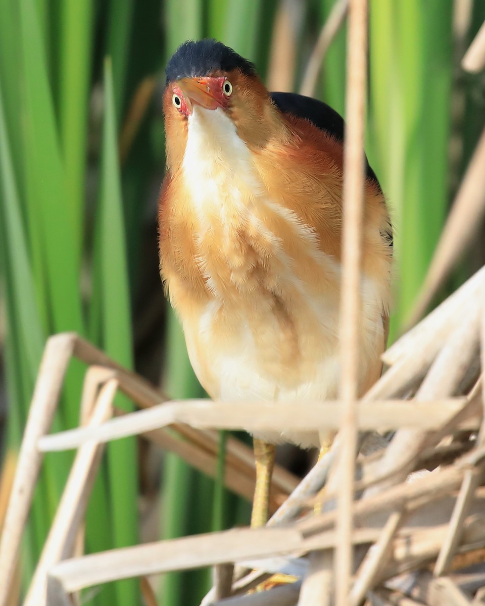 Least Bittern - ML583675861