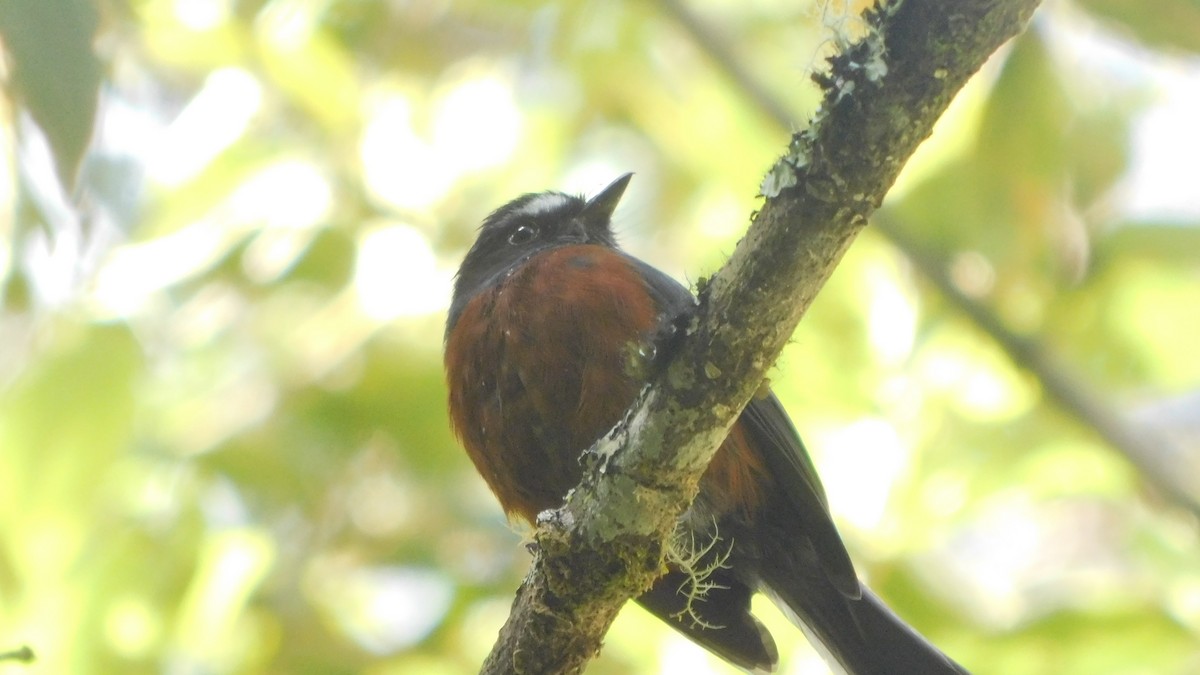 Chestnut-bellied Chat-Tyrant - ML583677241