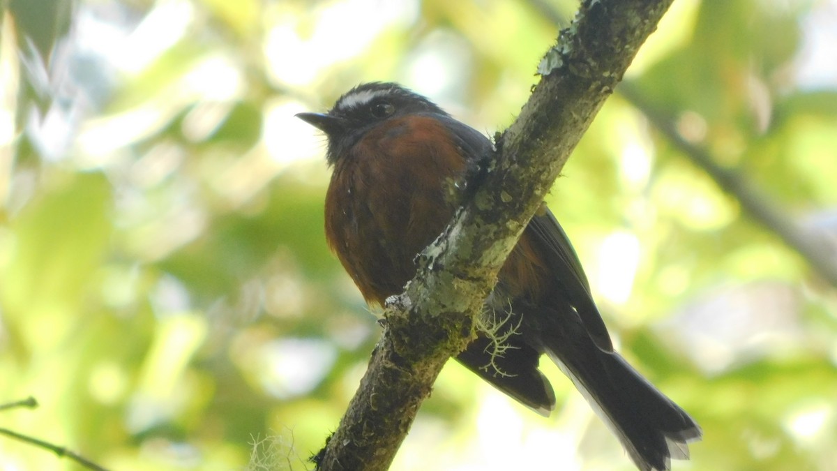 Chestnut-bellied Chat-Tyrant - ML583677251