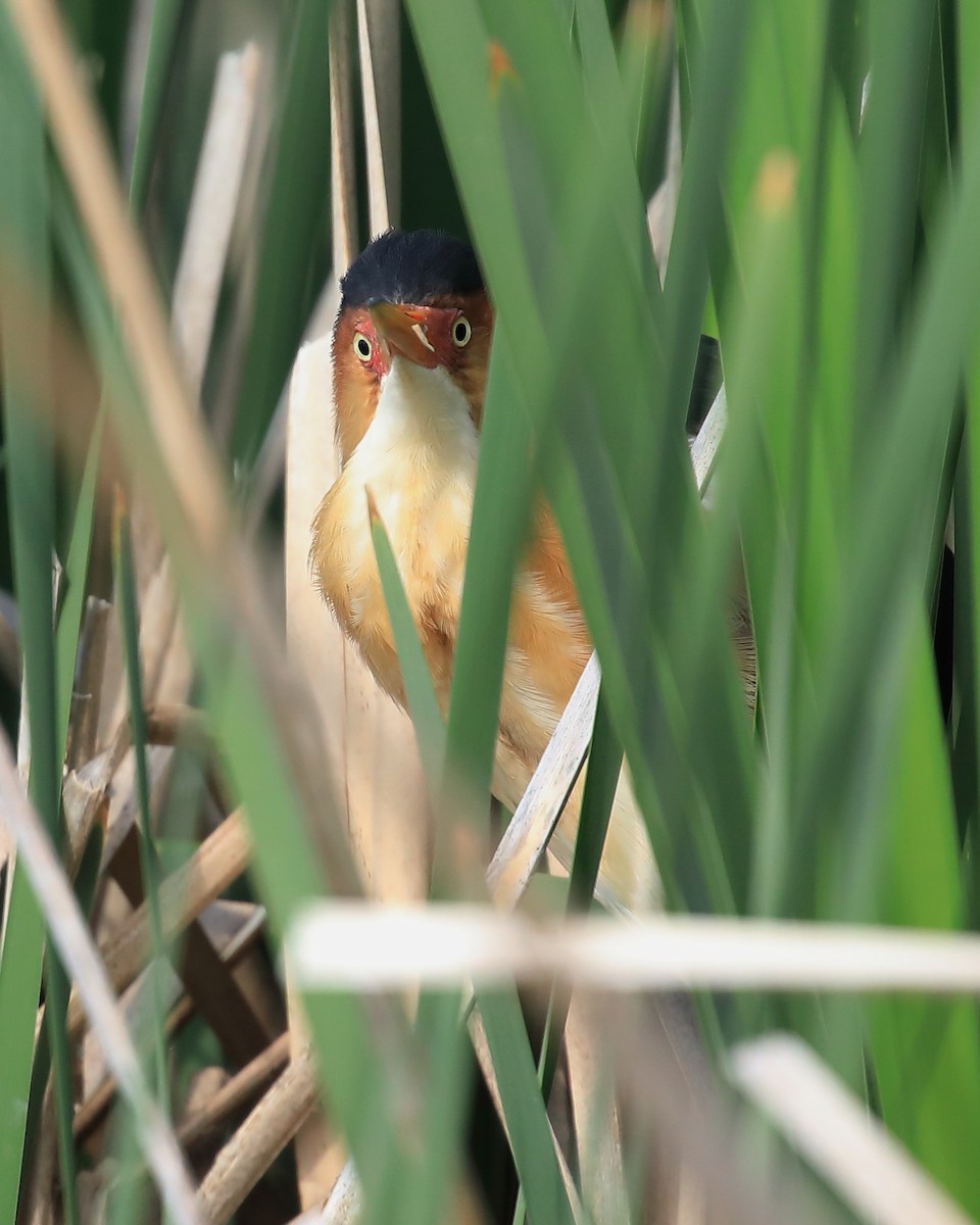 Least Bittern - ML583677651