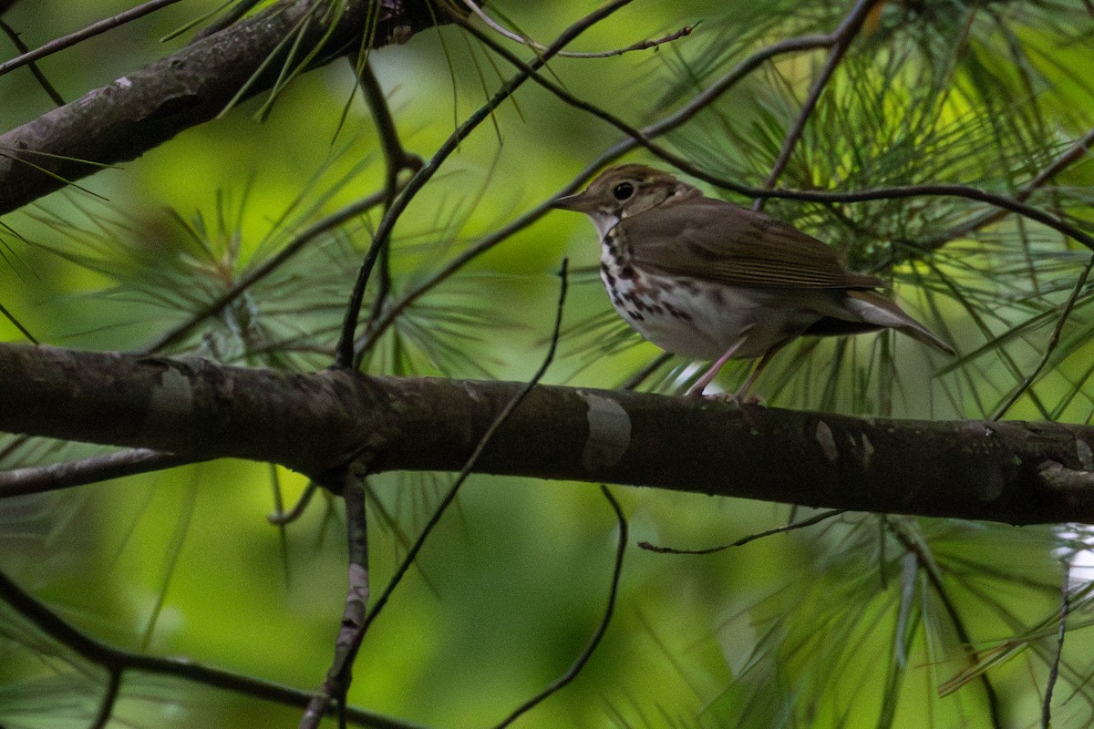 Ovenbird - Tom Blevins