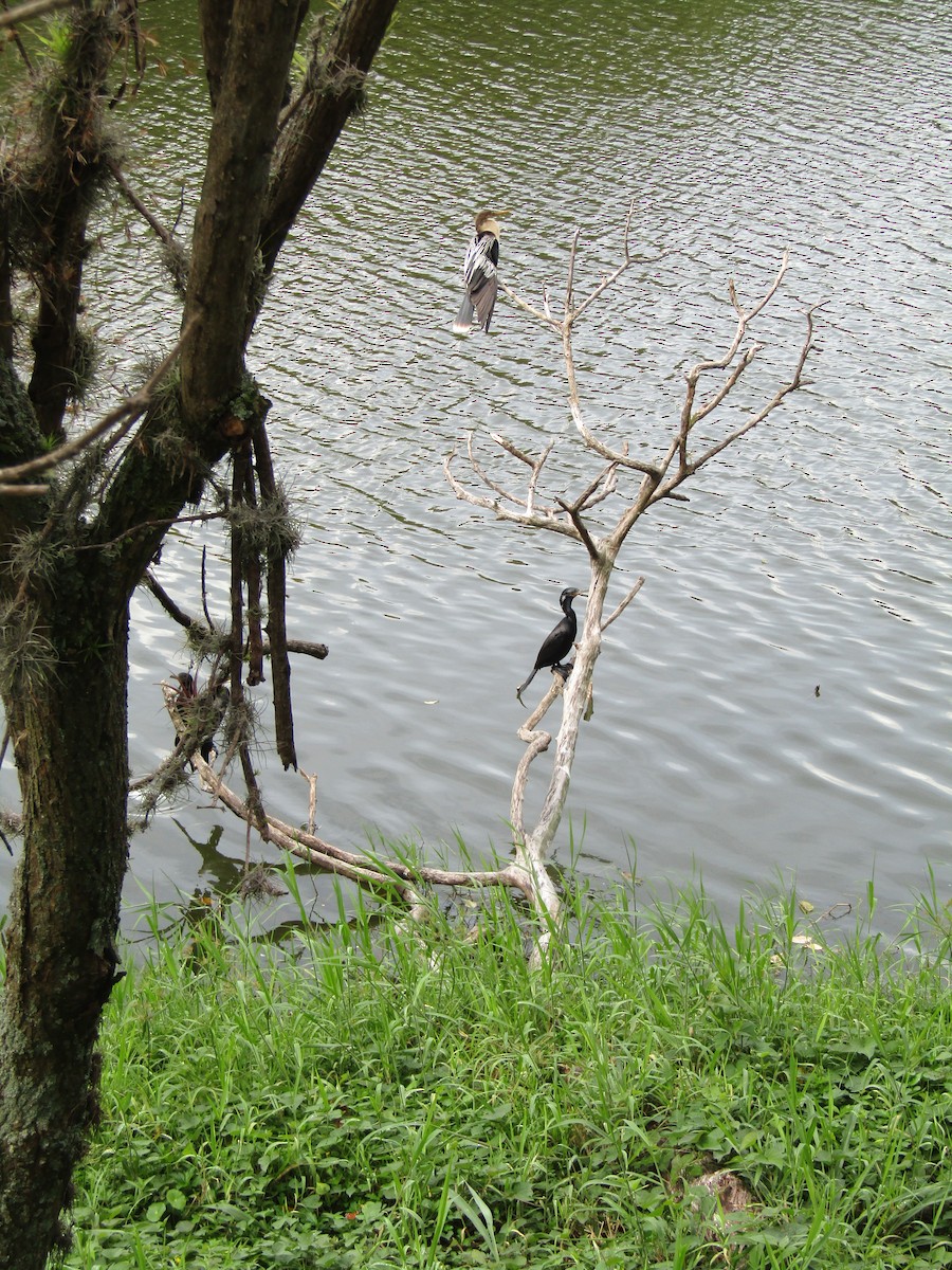 Neotropic Cormorant - Luis Angel Nino Barreat