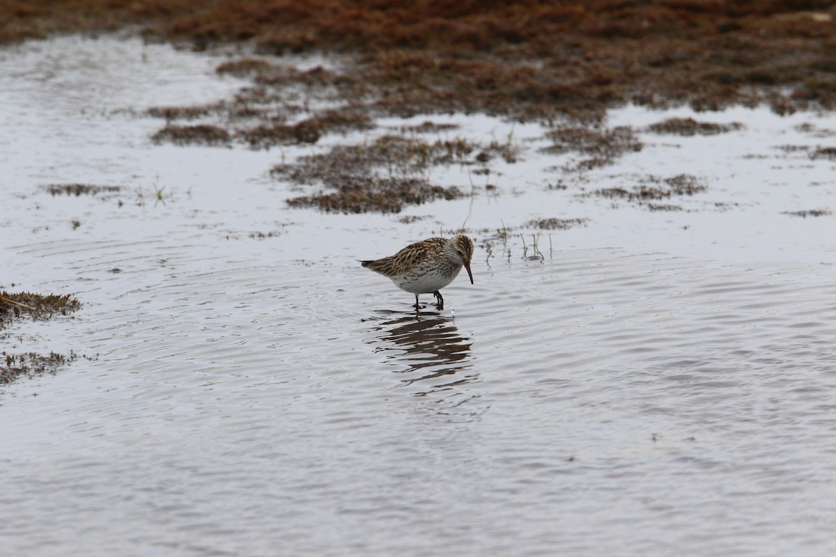 White-rumped Sandpiper - ML583680271