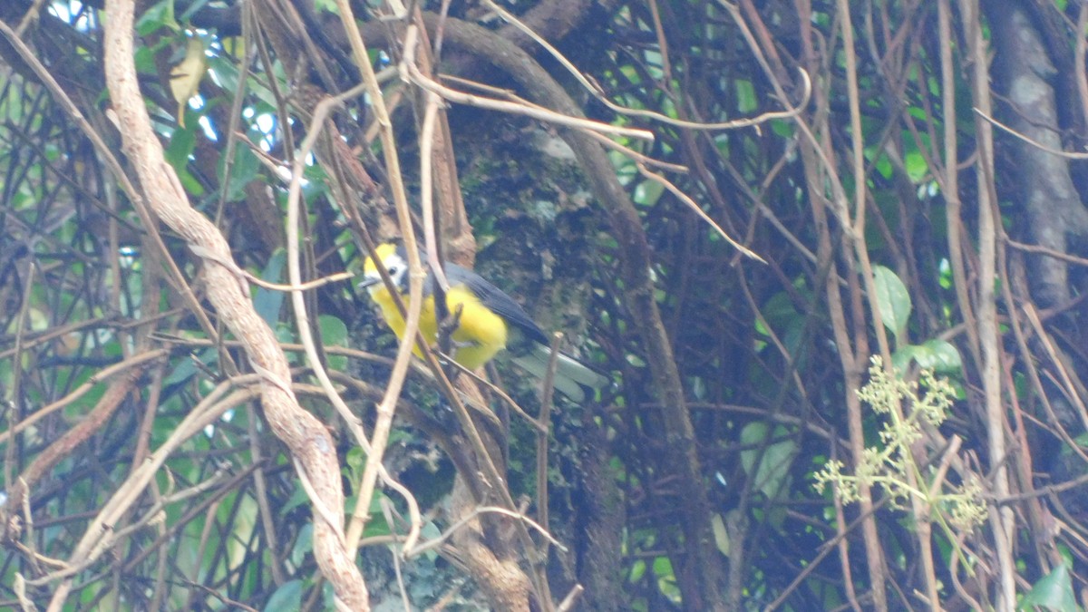 Golden-fronted Redstart - ML583680341