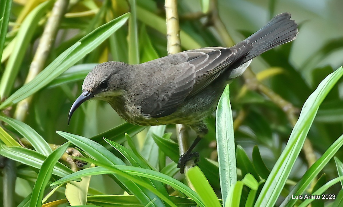 Marico Sunbird - Luis Arinto