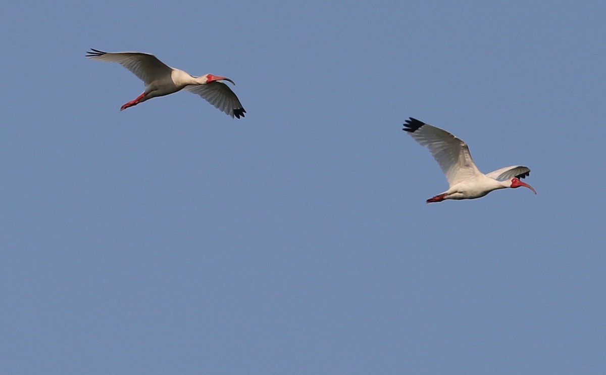ibis bílý - ML583683341