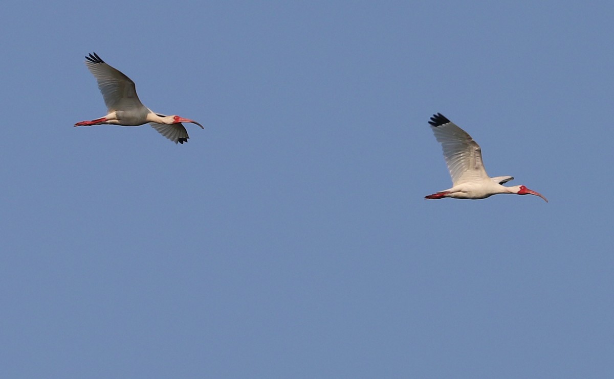 ibis bílý - ML583683421