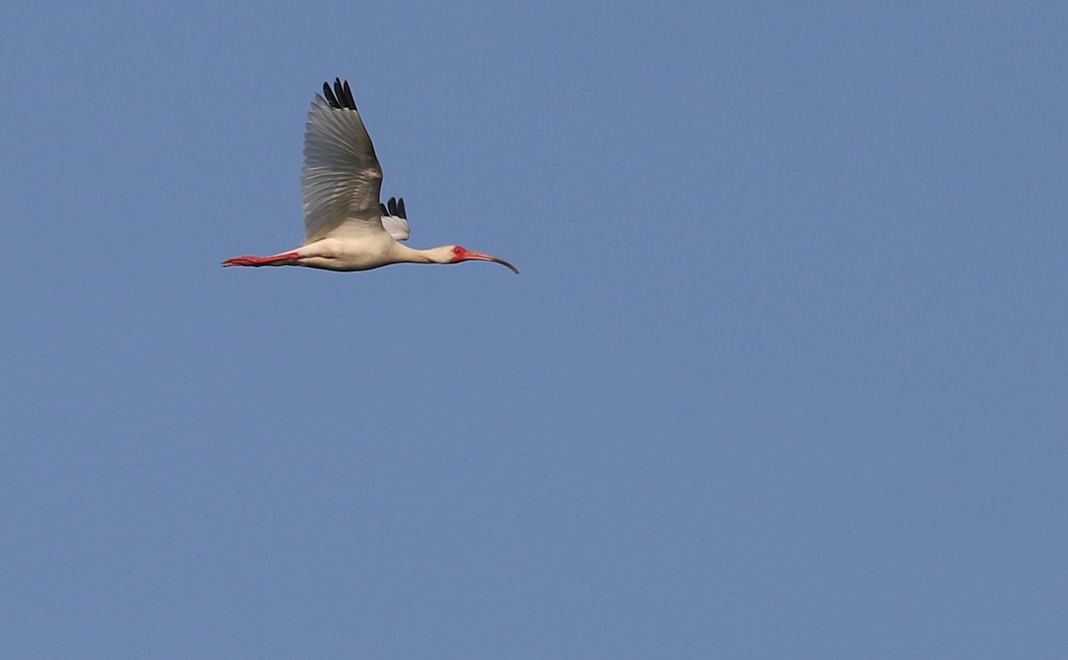 ibis bílý - ML583683471