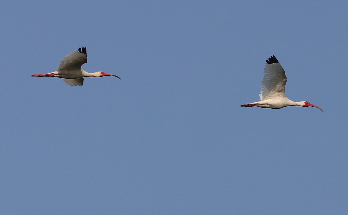 ibis bílý - ML583683581