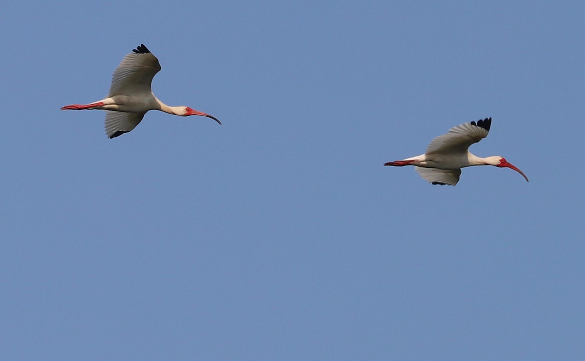 ibis bílý - ML583683641