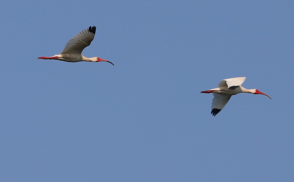 ibis bílý - ML583683711